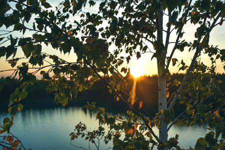 tree against the sunset, the setting sun through the trees, sunset