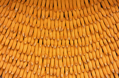 Corn texture for background wallpaper. background from corn. top quality orange maize with large...
