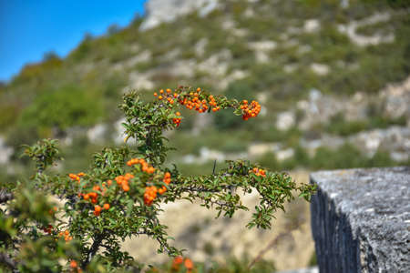 orange berries on a bush. Branch of pyracantha or firethorn plant with bright orange berries against dark green background. Berries adorn the bush all winterの写真素材