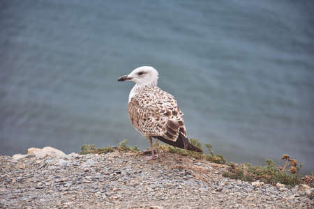 seagull standing by the sea on a cliffの写真素材