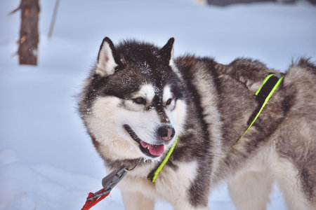 husky sled resting in a snowy forest