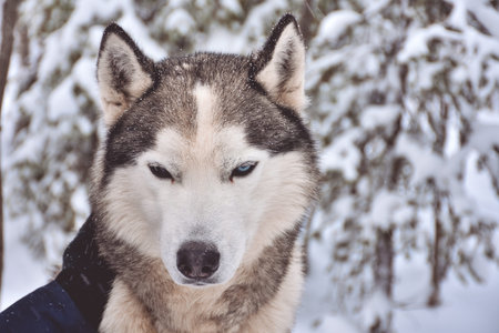 portrait of a husky in a snowy forest
