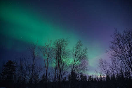 northern lights (aurora) in the winter forestの写真素材
