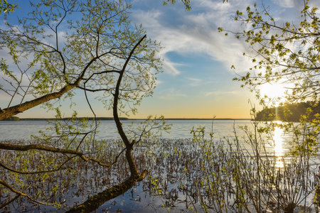 sun at sunset over the river. trees in the foregroundの写真素材