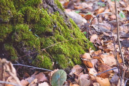 mushrooms raincoats on a stump closeup, mushroom closeup in the forest, moss on the tree
