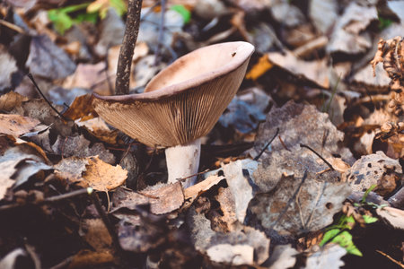 false chanterelle in the grass close-up, mushroom close-up in the forest