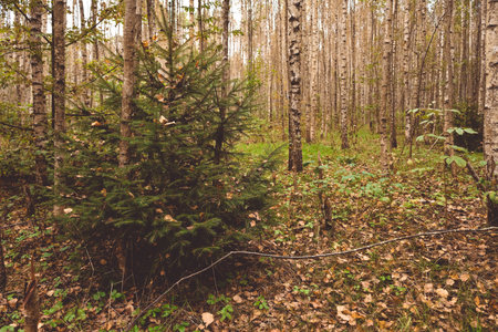 pine forest, walk in the forest, tree trunks. Mysterious forest