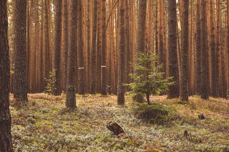 pine forest, walk in the forest, tree trunks. Mysterious forestの写真素材