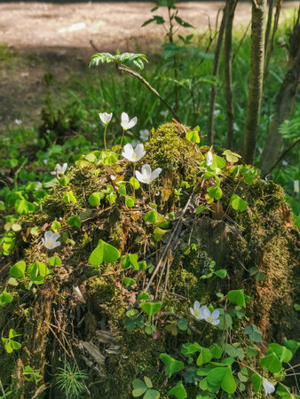tree stump overgrown with flowers in the forest in spring, spring forest, white spring flowers on the tree stumpの写真素材