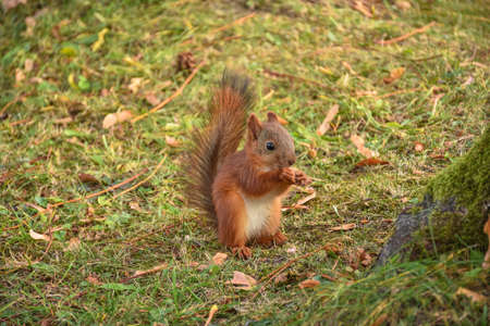 squirrel closeup, squirrel has nut to crack in parkの写真素材