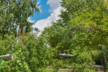 plane in the branches of a tree, plane in the forest, plane in the trees