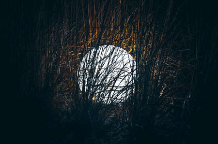 Bright ball in grass, white ball glows in grass, closeup round lampの写真素材