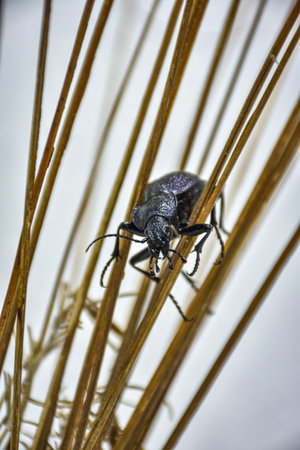 purple ground beetle closeup on grass, beetle on dry grassの写真素材