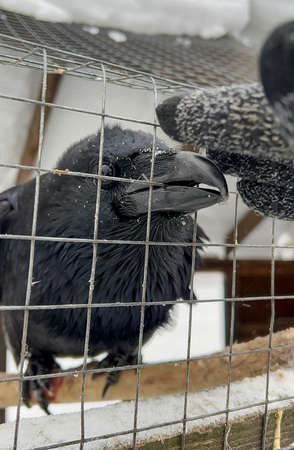 black crow in cageの写真素材