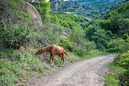 horse grazing in mountains, brown horse, brown horse eating grassの写真素材