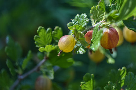 Gooseberry dissolved, garden berryの写真素材