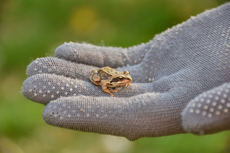 small frog sits on a gloved hand
