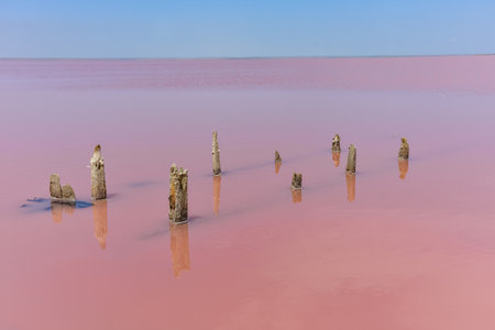 wooden piers in salt lake, wooden remains in pink lakeの写真素材