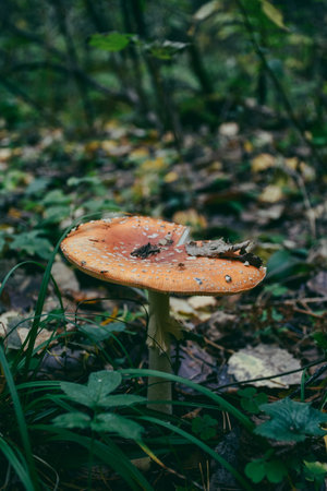 A group of red and white mushrooms are growing in the grass. The mushrooms are scattered throughout the area, with some closer to the foreground and others further back. The scene has a naturalの写真素材