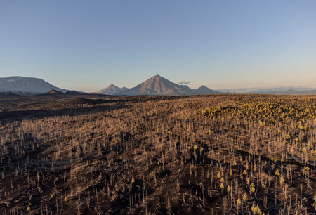 Field of dead trees with a volcano in the background. The trees are brown and dry. Dead forest