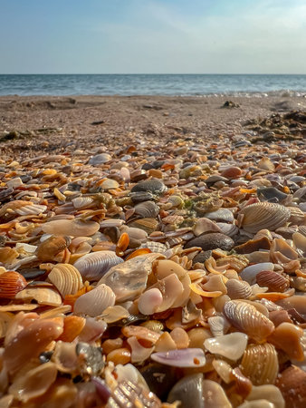 Pile of shells with some of them being pink. The shells are scattered all over the ground