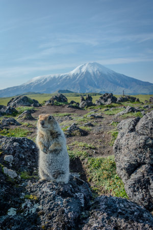 Small animal stands on a rock in front of a volcano. A ground squirrel or gopher stands on a rock in a valley of volcanoesの写真素材