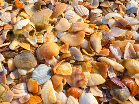 Pile of shells with some of them being pink. The shells are scattered all over the ground