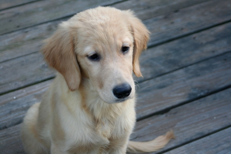 Sad Golden Puppyの写真素材