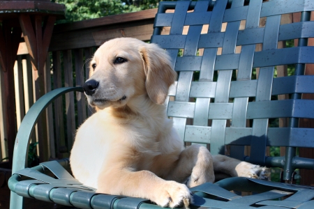 Relaxing Golden Puppyの写真素材