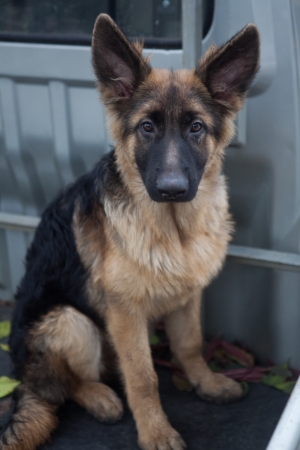 Young German Shepherd Dog sitting in a truckの写真素材