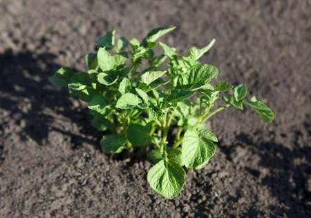 young potato plant growing on the vegetable bed の写真素材