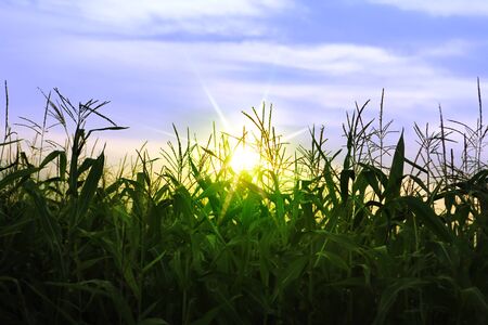 A green field of corn growing up in summerの写真素材