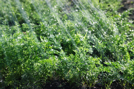 rain waters on green field of organic foodの写真素材