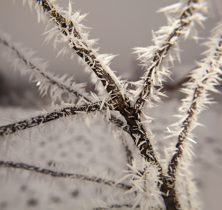 Hoarfrost on tree branches in winter timeの写真素材