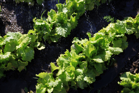 organic food, salad grows on a garden and pours down a rainの写真素材