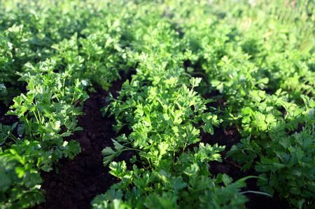 green parsley on field, agricultureの写真素材