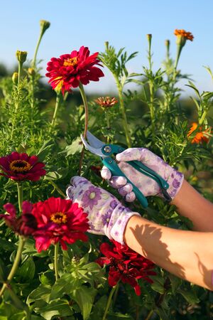 hands of gardener cutting red peonies by garden scissors  の写真素材