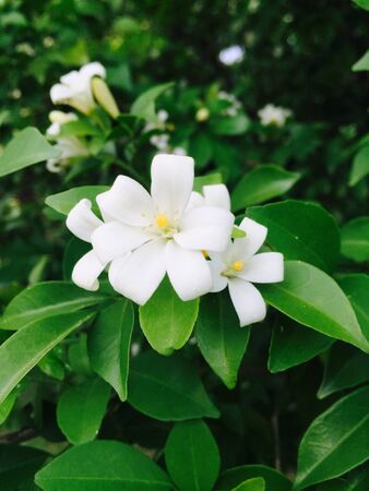 White flowersの素材