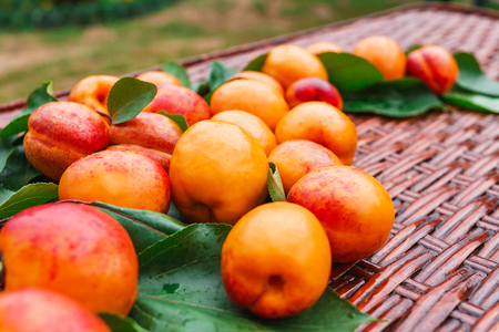Orange juicy apricots lie on a wicker table.の写真素材