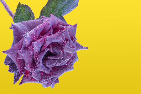 Dark rose under the water on a yellow background, covered with air bubbles. The image of flower can be used for a greeting card and for a background. Focus on the center of the image.の写真素材
