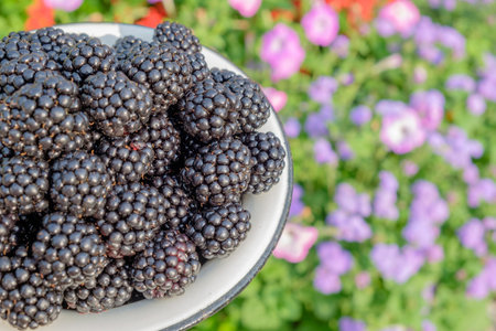 Many big ripe blackberries in white metal bowl on flower garden background