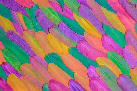 Natural colorful background of many autumn leaves. Closeup viewの写真素材