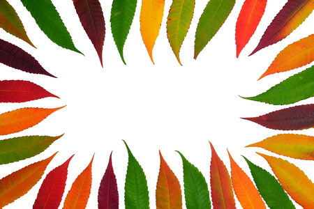 Frame of colorful autumn leaves isolated on white background. Vivid natural colors. Flat lay composition. Copy space concept.の写真素材