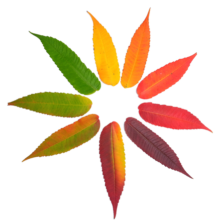 Geometric figure like a star from the colorful autumn leaves isolated on white background.の写真素材