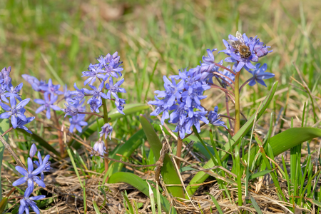Flowering Blue squill on the lawn in early spring and bee on themの写真素材