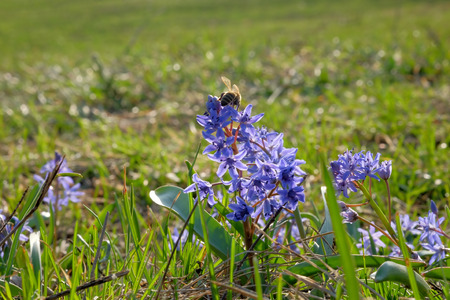 blue snowdrop and bee collecting pollen on meadow early spring. Sunny dayの写真素材