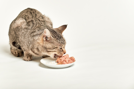 Grey tabby cat eating pieces of meat from bowl on white backgroundの写真素材