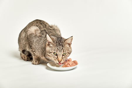 tabby grey cat eats wet cat food and licks its mouth on white backgroundの写真素材