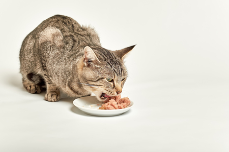 Grey tabby cat eating wet food from bowl on white backgroundの写真素材