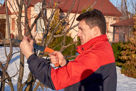 Middle aged man with saw pruning tree branches in early spring.の写真素材